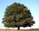 Gmina Goworowo: Uczniowie sadzili drzewa