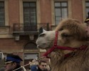 Orszak Trzech Króli 2015: Wygraj obecność wielbłąda w Ostrołęce