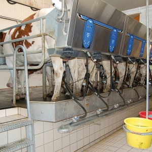 Eksport branży mleczarskiej wzrósł o 15 procent