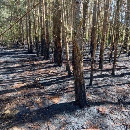 Pożar lasu w okolicach Ostrołęki [ZDJĘCIA]