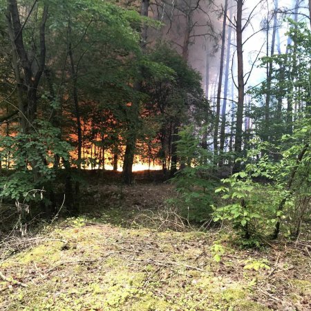 Wokół Ostrołęki znów płonęły lasy. Z ogniem walczyło 11 zastępów strażackich