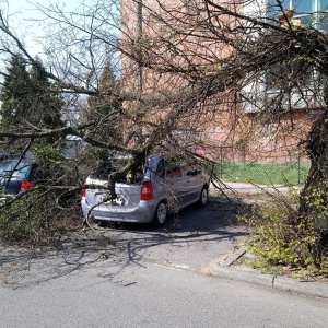 Wiatr powalił drzewo przy Starosty Kosa. Uszkodzone dwa samochody [ZDJĘCIA]