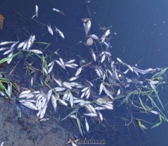 Setka śniętych ryb na brzegu Narwi! Inspektorat Ochrony Środowiska wyjaśnia sprawę (ZDJĘCIA, WIDEO)