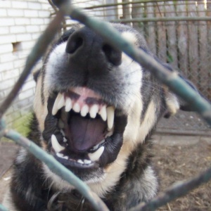 Agresywny pies terroryzuje mieszkańców osiedla Łazek