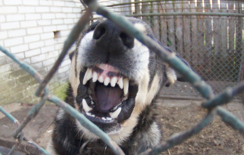 Agresywny pies, który zadomowił się w jednym z domów przy ulicy Pisarki, terroryzuje mieszkańców osiedla, fot. eOstrołęka.pl