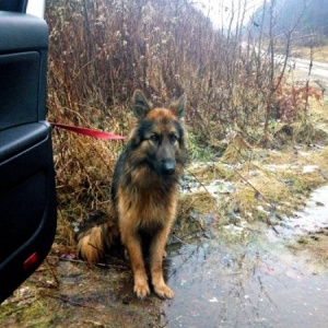 Policjanci uratowali psa na DK 53 Ostrołęka - Olsztyn