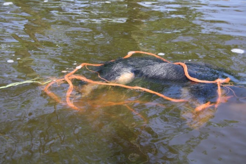 fot. Społeczna Straż Rybacka Narew 38