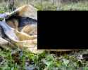 Zmasakrowane zwłoki psa w lesie pod Ostrołęką (UWAGA! DRASTYCZNE ZDJĘCIA)