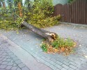 Samochód złamał drzewo na ulicy Głowackiego (ZDJĘCIA)