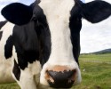 Choromany: Policja poszukuje złodziei bydła 