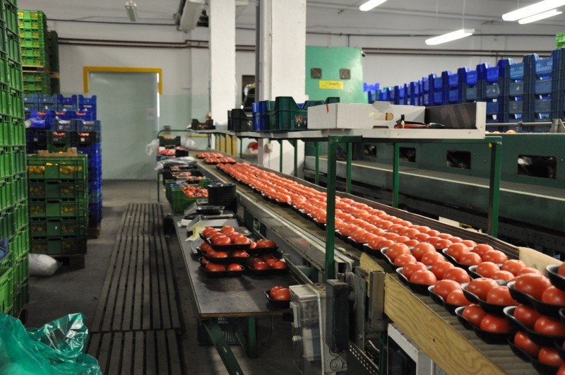 Produkcji pomidora nie da się zatrzymać (fot. J.Pych)
