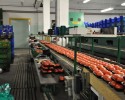 PGO w Ostrołęce: Z powodu zamieszania z bakterią EHEC drastycznie spadła sprzedaż pomidorów (WIDEO, ZDJĘCIA)