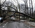 Strażacy nie nadążali z interwencjami. Wiatr łamał drzewa i wywracał szopy