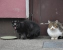 Rusza program bezpłatnej kastracji kotów wolno żyjących w Ostrołęce [VIDEO, ZDJĘCIA] 