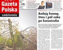 Smoleńsk: Zbadali &#8222;pancerną brzozę&#8221; 