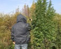 Dwaj mężczyźni zatrzymani za uprawę konopi
