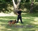 Pies tropiący doprowadził policjantów do złodzieja 