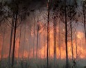 W niedzielę spłonął prawie hektar poszycia leśnego 