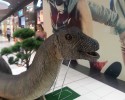 Łomża: Dinozaury opanowały galerię Veneda [VIDEO]