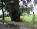 Drzewo uderzone piorunem w Kamiance
