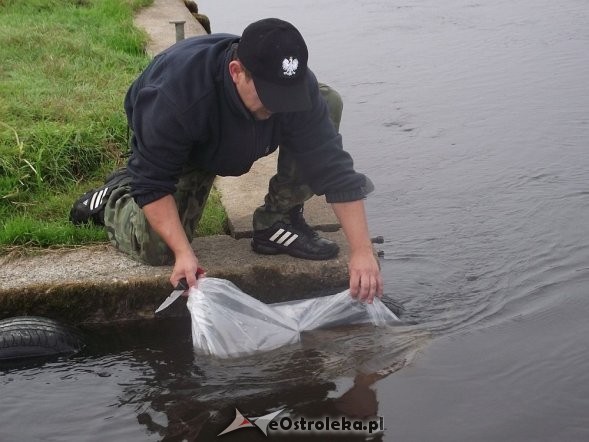 40 tys. narybku klenia trafiło do Narwi w ramach kolejnej akcji zarybiania prowadzonej przez PZW Narew, fot. PZW Narew Koło nr 38