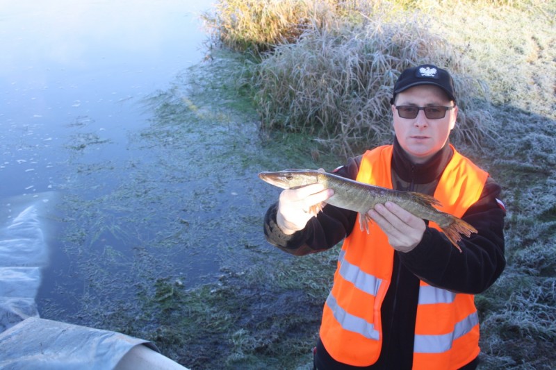 Rafał Wojtkowiak z PZW Narew 38 podczas zarybiania