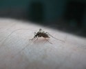 Interwencja Czytelnika: Bardzo dokuczliwa plaga komarów i meszek