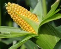 Czerwin: Konferencja Znaczenie kukurydzy w rozwoju rolnictwa w regionie ostrołęckim"