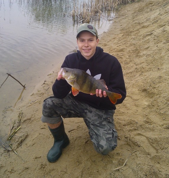 Okoń 50 cm