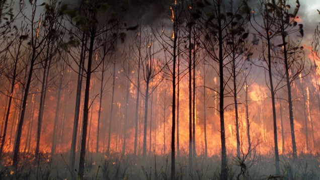 Pożar lasu w Paulinowie fot. sxc.hu