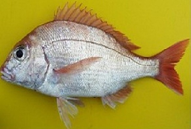 na zdjęciu: Sasipia, nowy gatunek ryby w Narwi
