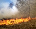 Spłonęło 13 arów traw i 5 arów poszycia leśnego