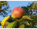 Rosja zmniejsza import polskich jabłek. Owoce znad Wisły trafią do Chin i krajów arabskich