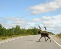 Czarnowo: Uderzył w jelenia i wpadł do rowu