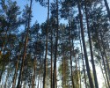 Sejm znowelizował ustawę o lasach. Lasy Państwowe stracą 1,6 mld zł