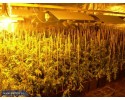 Łódź: Policja zabezpieczyła 42 kilogramy marihuany i 617 krzaków rośliny