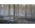 Adamczycha: Spłonęło ponad 0,5 hektara lasu