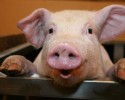 Afrykański pomór świń na Litwie. Rosja wstrzymuje eksport z UE