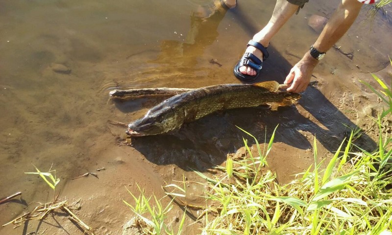 fot.  Pzw Narew Ostrołęka