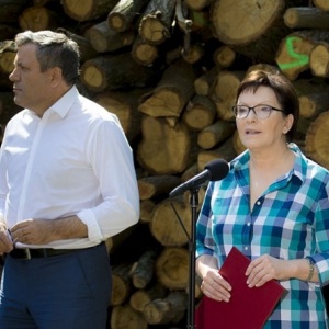 Premier Ewa Kopacz: nikt w rządzie nie chce prywatyzacji Lasów Państwowych