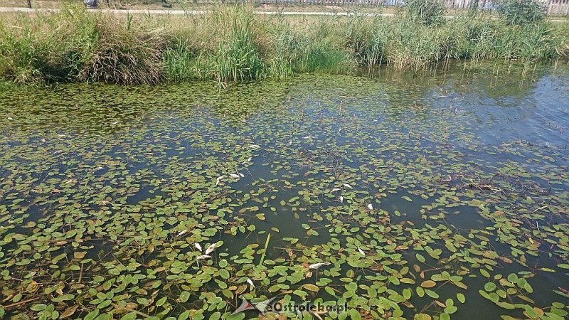 fot. PZW Narew koło nr 38