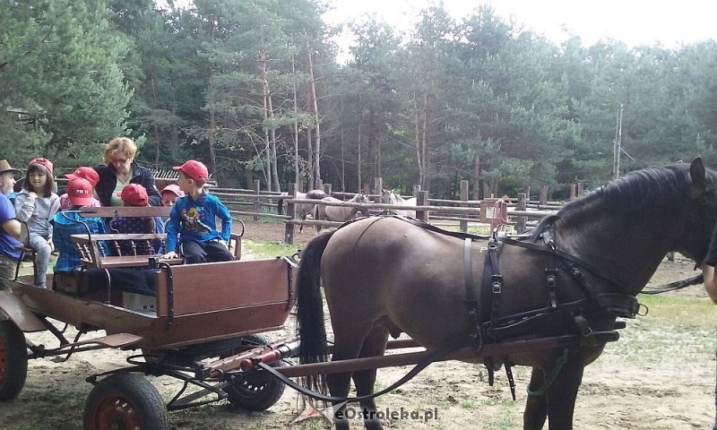 Podczas pikniku w stadninie Tabun dzieci miały okazję przejechać się bryczką/fot. Przedszkole Miejskie nr 10