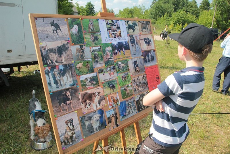 Piknik rodzinny "Przybij piątkę z psem" na rzecz bezdomnych zwierząt ze schroniska w Kruszewie/fot. eOstrołęka.pl