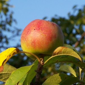W chłodniach wciąż zalega ponad milion ton polskich jabłek