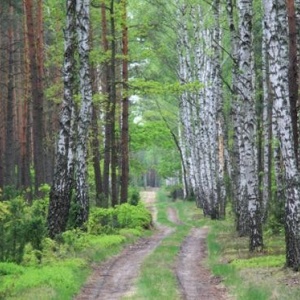 Goworowo: W związku z suszą wprowadzono zakaz wstępu do lasów