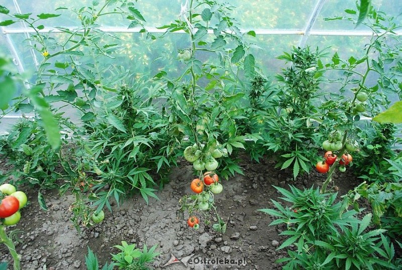 51-latek uprawiał krzewy marihuany pośród sadzonek pomidorów, fot. KPP w Przasnyszu