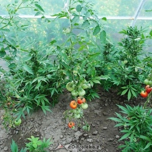 51-latek uprawiał w szklarni pomidory i... marihuanę [ZDJĘCIA]