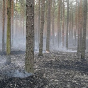 Krobia: Spłonął niemal hektar lasu