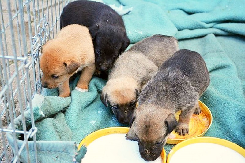 Cztery z sześciu malutkich szczeniaków znalezionych na terenie gminy Łyse, fot. UG w Łysych