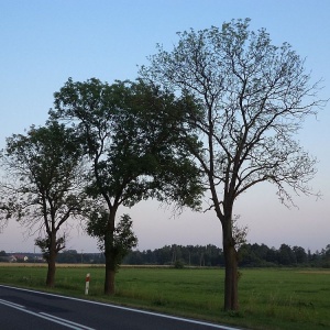 Prokuratura prowadzi śledztwo w sprawie zniszczonego pomnika przyrody [ZDJĘCIA]